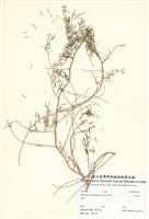 藏品(天門冬)的圖片